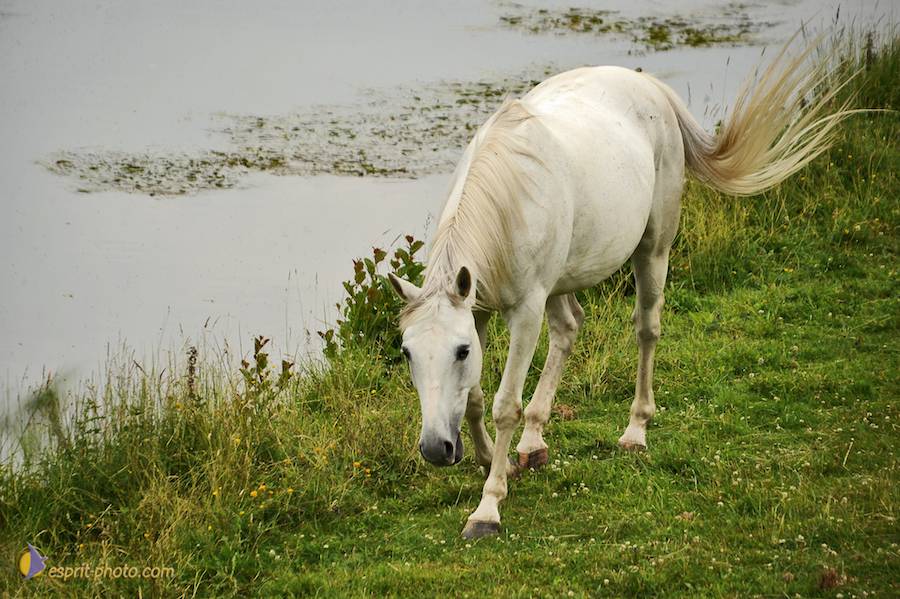 Nom de l'image : D30011780_1_(c)Norbert-JUNG — Description :